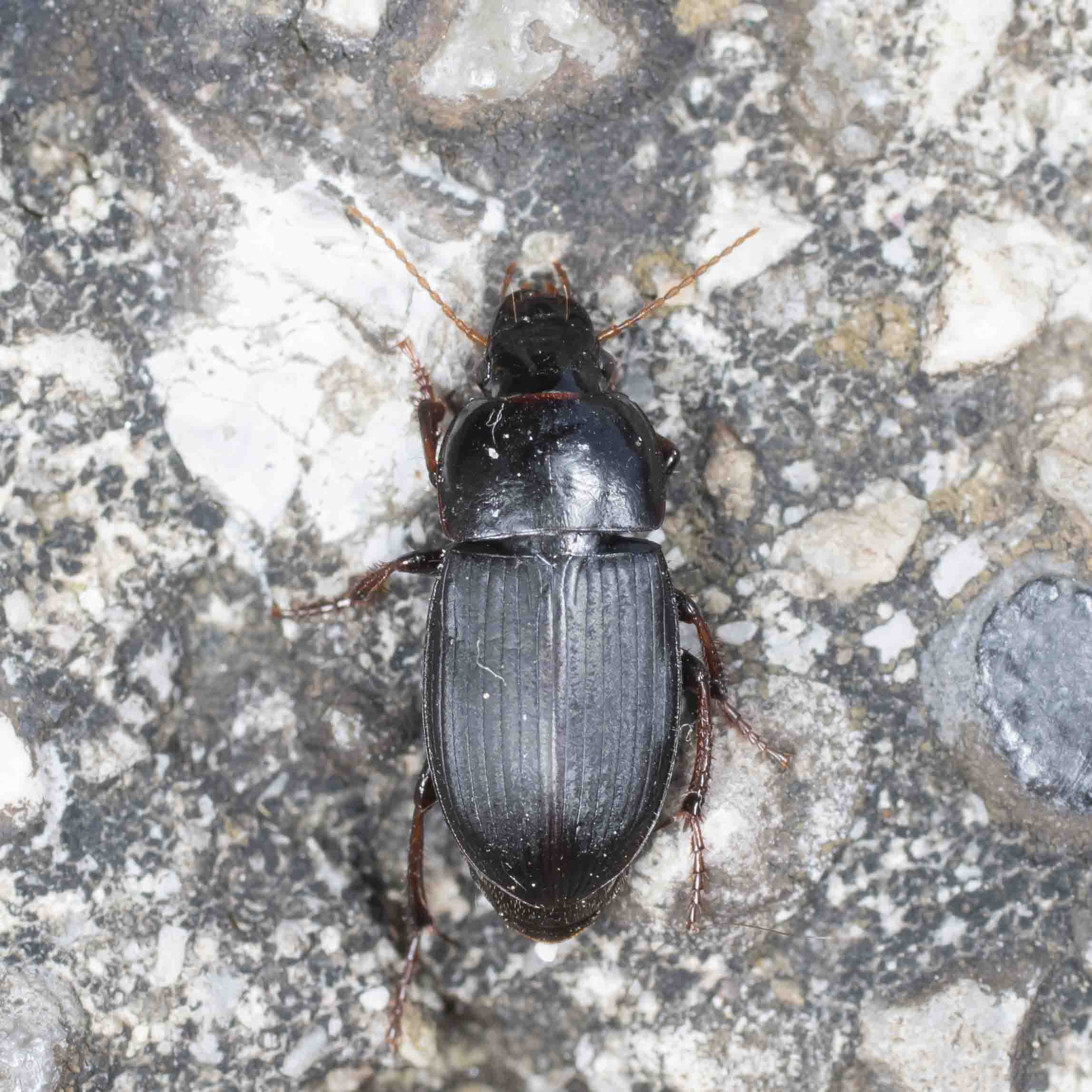 Carabidae: Harpalus melancholicus?